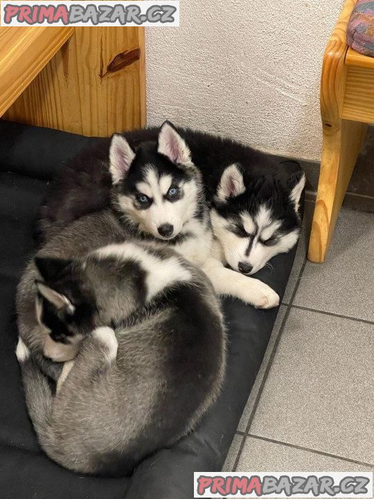 Sibiřský husky Štěňata