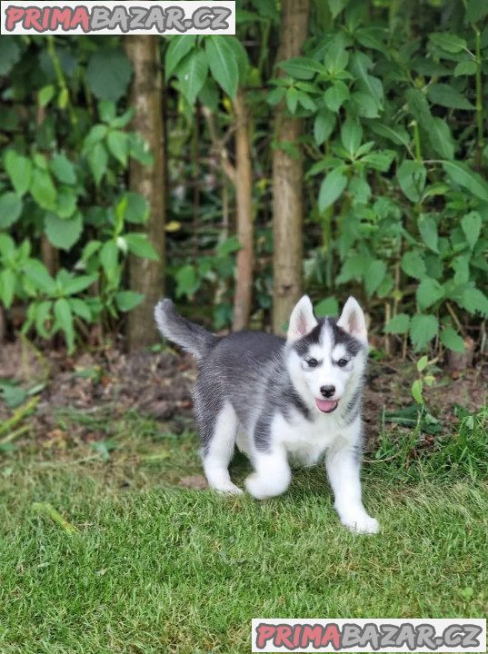 Krásné Sibiřský husky štěňátka na prodej