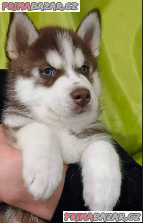Sibiřský husky