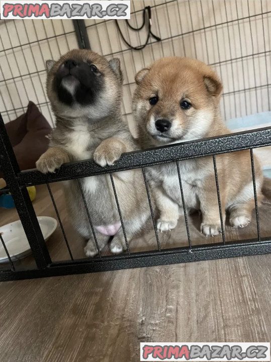 Shiba-inu na prodej~6000 Kč