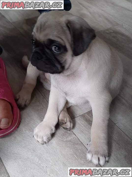 Mops - Mopse