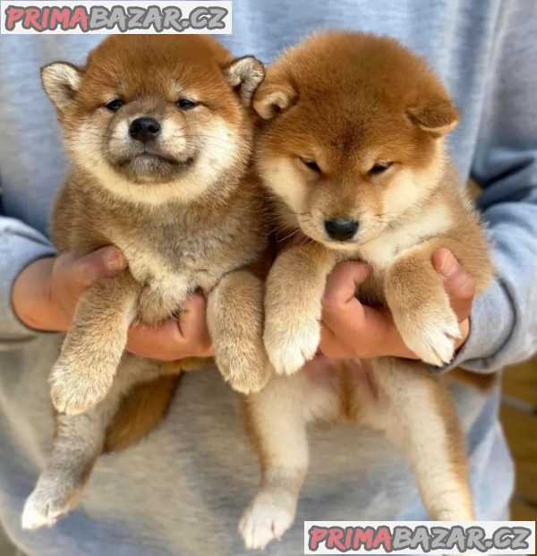 Prodám mini štěňata shiba inu