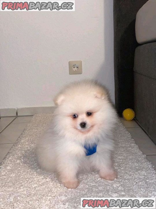 Pomeranian mini