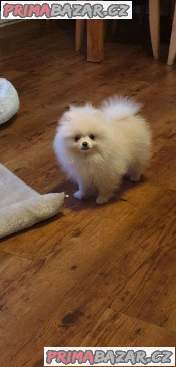 holčička Pomeranian