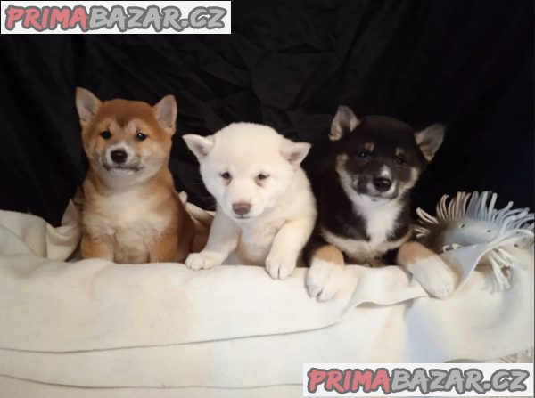 Štěňátka Shiba inu