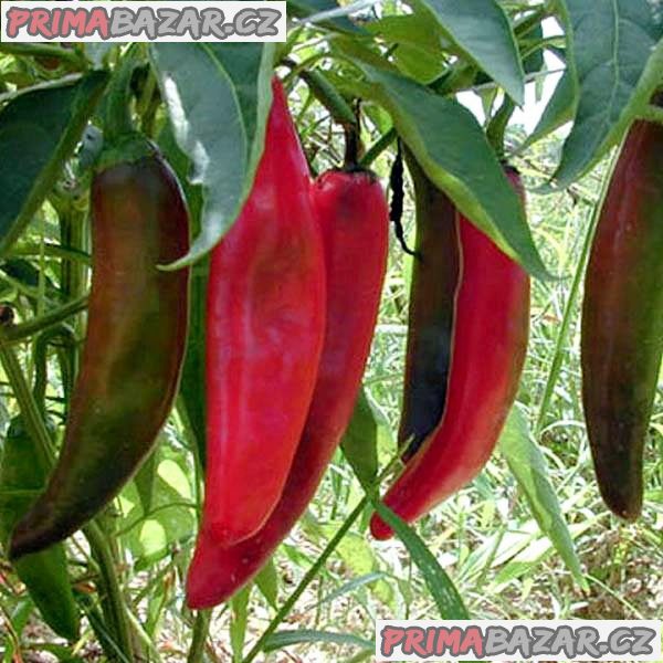 Chilli Anaheim