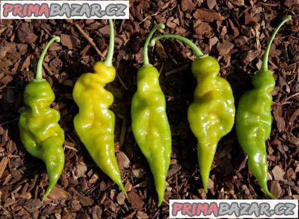 Chilli Trinidad Scorpion Green Balení obsahuje 10 semen