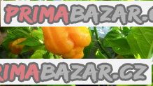 Chilli Trinidad Moruga Scorpion Yellow Balení obsahuje 10 semen