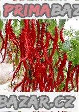 Chilli Thunder Mountain Longhorn Balení obsahuje 10 semen