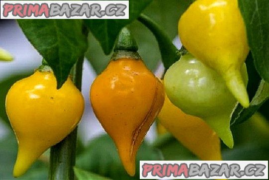 Chilli Biquinho yellow Balení obsahuje 10 semen
