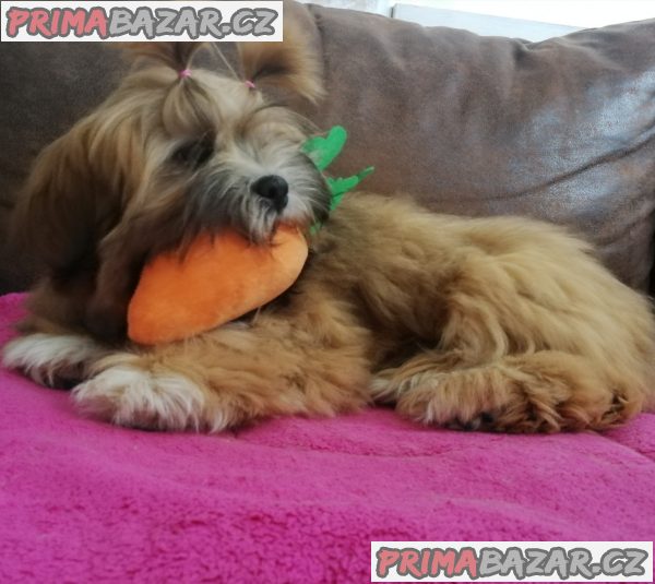 Lhasa Apso – fotografie 1