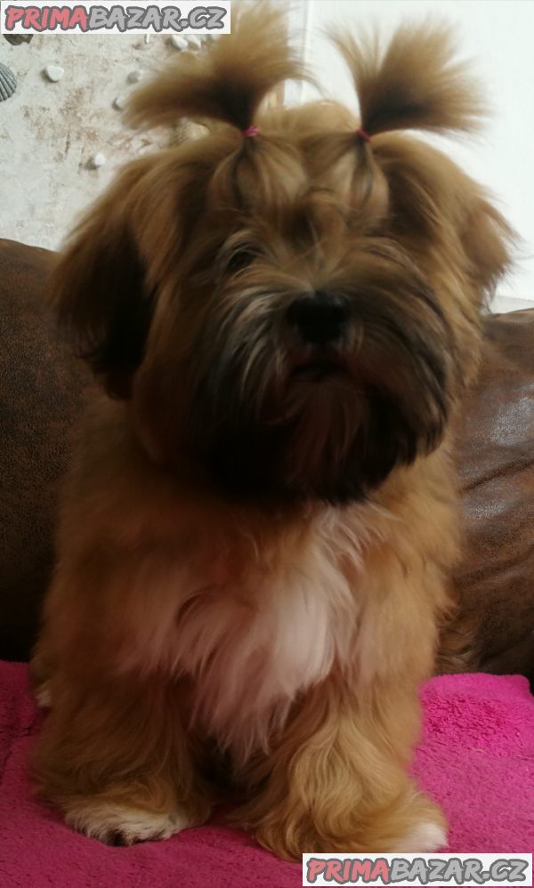 Lhasa Apso – fotografie 2