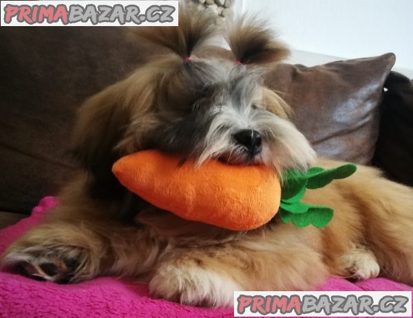 Lhasa Apso – fotografie 4