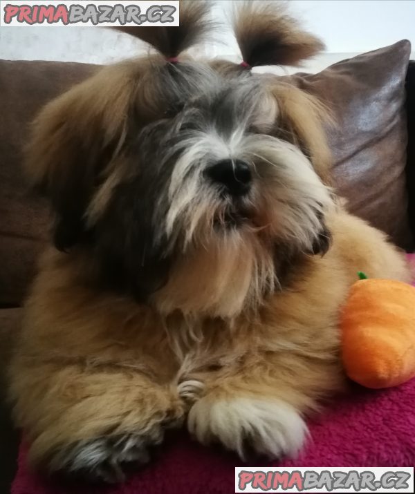 Lhasa Apso – fotografie 6