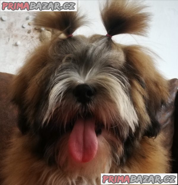 Lhasa Apso – fotografie 7