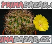 Kaktus Acanthocalycium thionanthum LF 43a Balení obsahuje 20 semen