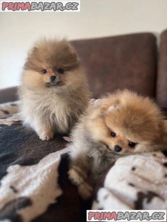 Německého špic štěňata_Pomeranian