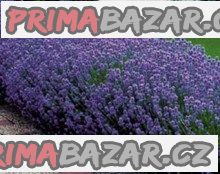 Levandule - Lavandula angustifolia Balení obsahuje 100 semen