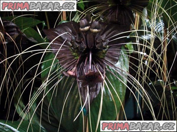 Tacca Chantieri Balení obsahuje 5 semen