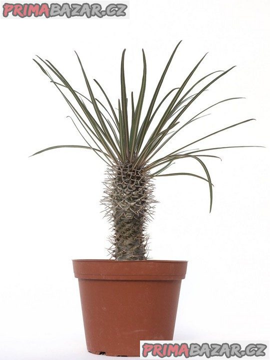 Pachypodium geayi Balení obsahuje 8 semen