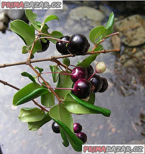 Luma apiculata Balení obsahuje 7 semen