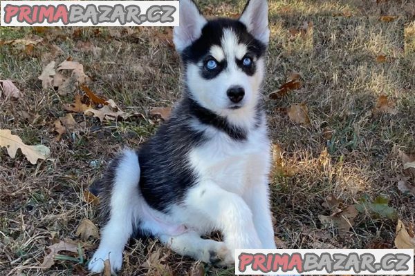 Sibiřský husky