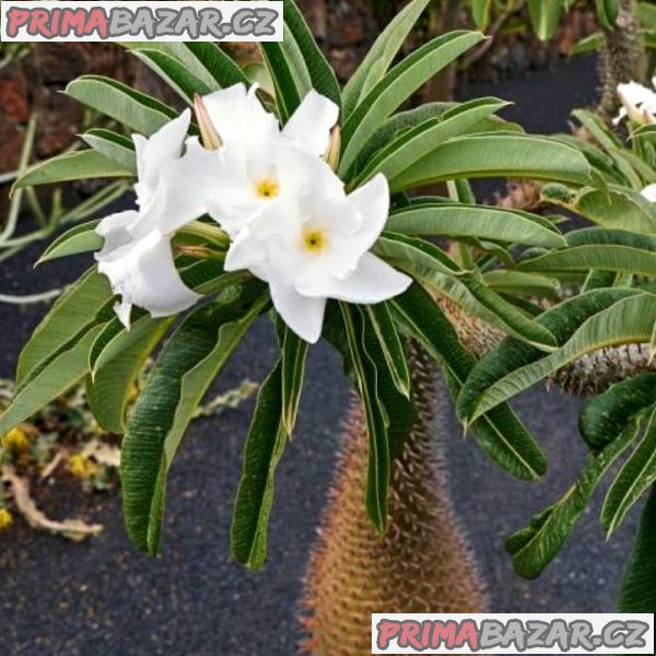 Pachypodium Lamerei - Madagaskarská palma Balení obsahuje 8 semen