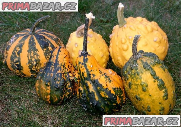 Tykev okrasná - Z Bradavic Balení obsahuje 5 semen