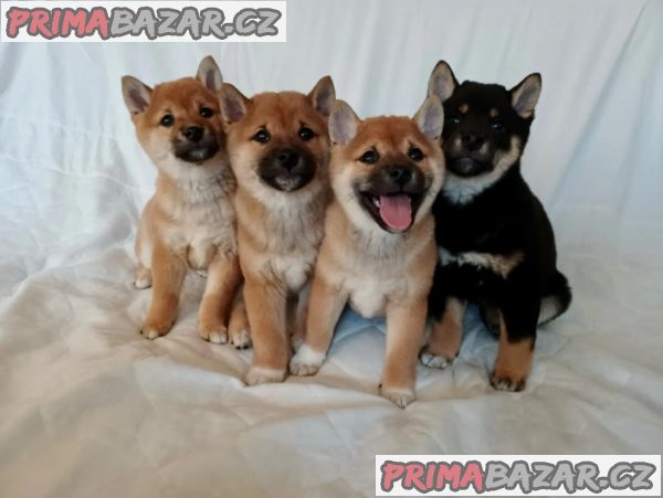krásný Štěňátka shiba inu