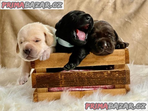 Roztomilá registrovaná štěňata labradorů připravená k prodeji