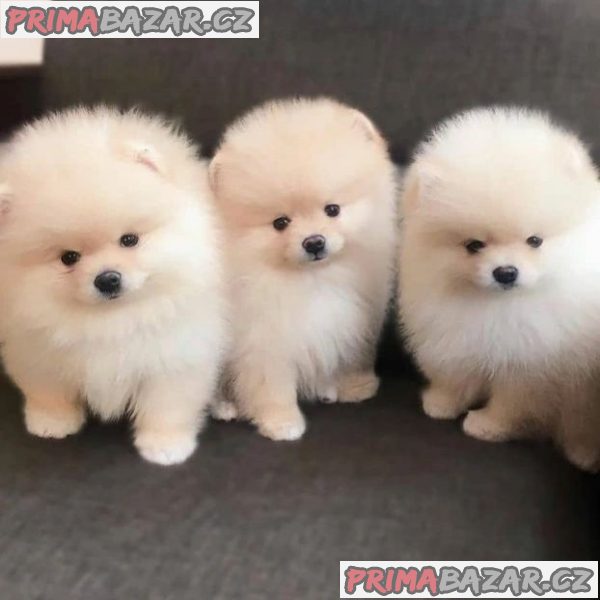Nádherná štěňata Pomeranian na prodej