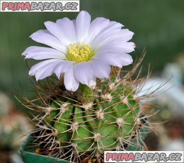 Semena kaktusu Acanthocalycium violaceum P 110