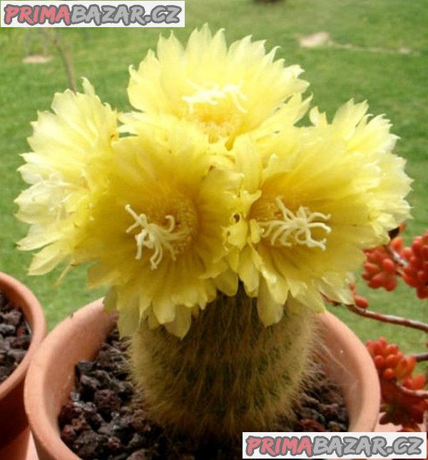Semena kaktusu Eriocactus leninghausii