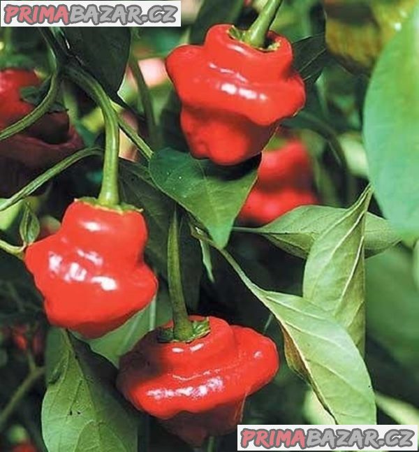 Chilli Jamaican Red
