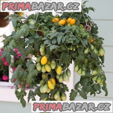Rajče Pear Drops - semena