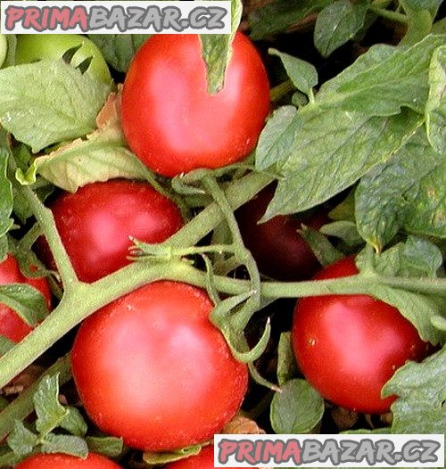 Rajče Proton - semena