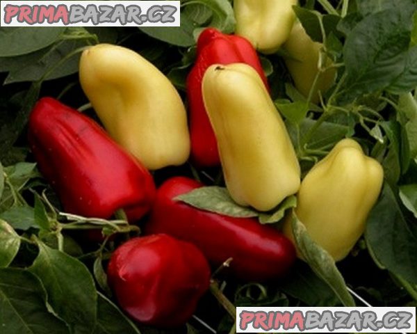 Paprika Boneta