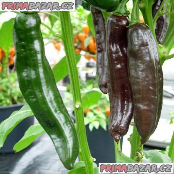 semena chilli paprik Aji Panca