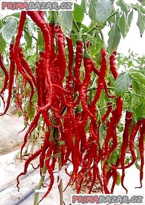 semena chilli Thunder Mountain Longhorn