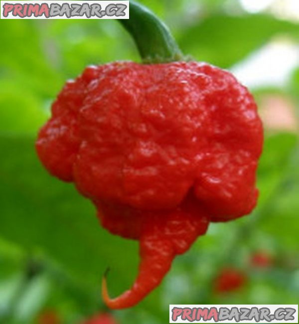 semena chilli paprik 7 pot Primo