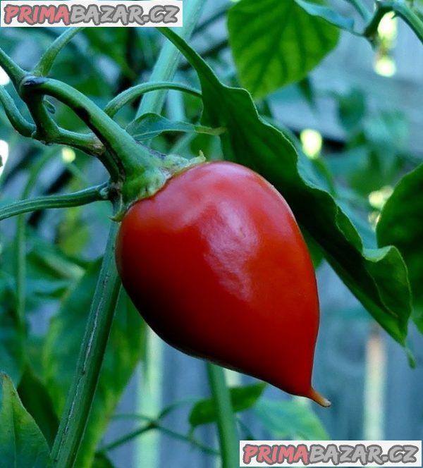 semena chilli paprik Naranga