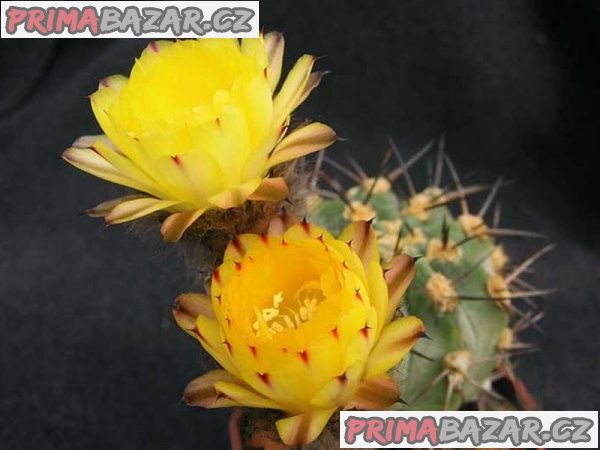 kaktus Acantocalycium glaucum