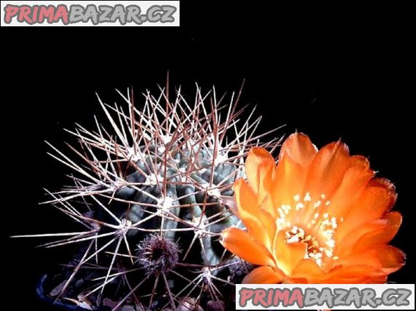 kaktus Acantocalycium Variflorum