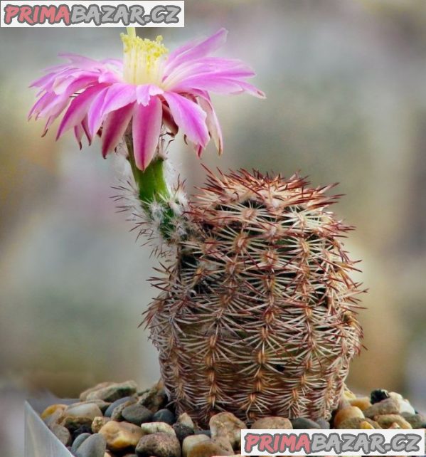 Kaktus Echinocereus adustus SB 72