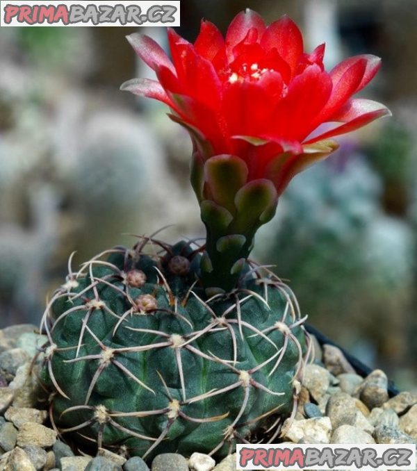 Kaktus Gymnocalycium baldianum Las Juntas Catamarca