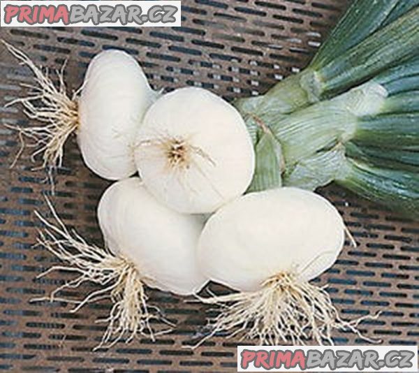 Cibule aprilatica San Michele