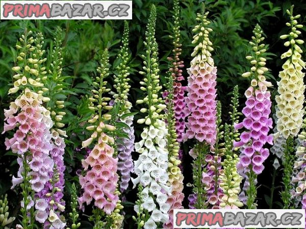 Digitalis Grandiflora - Náprstník směs barev Excelsior Hybrids 200 semen
