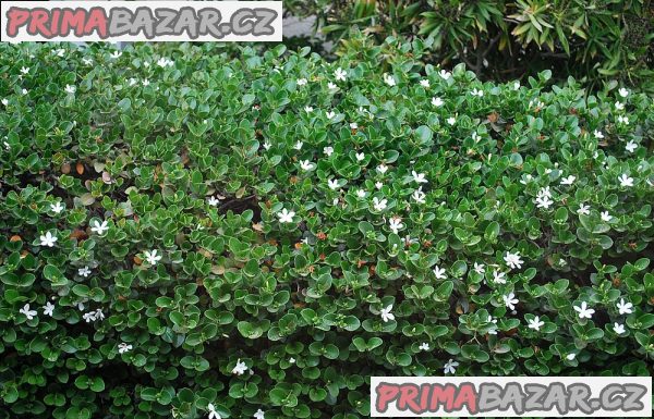 Carissa macrocarpa Balení obsahuje 7 semen