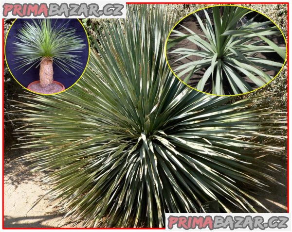 Dasylirion wheeleri - semena