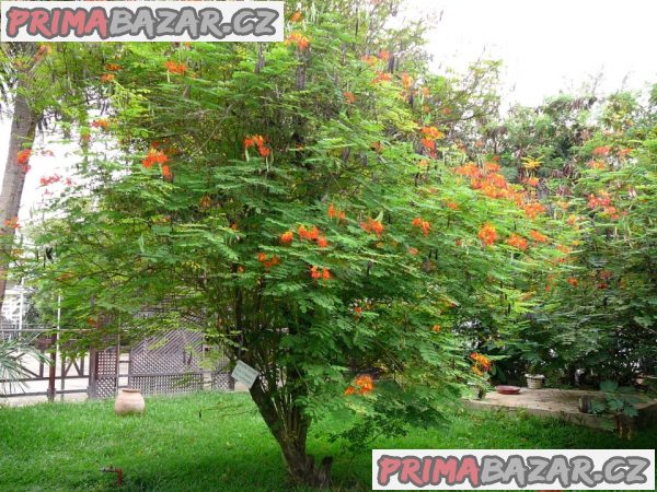 Caesalpinia Pulcherrima - sapan Balení obsahuje 5 semen